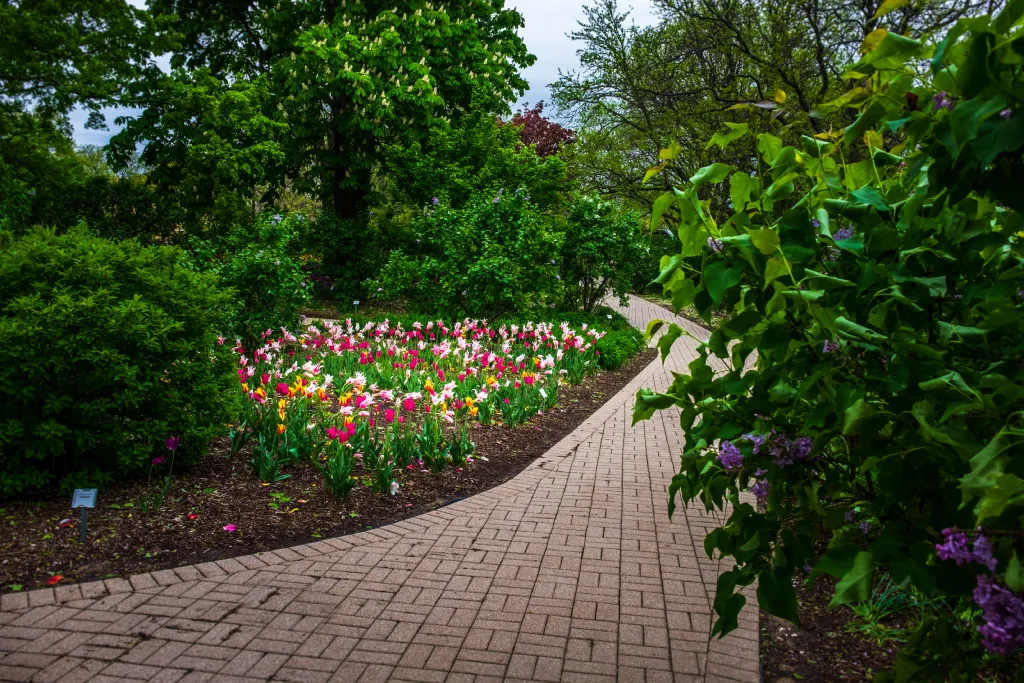 Lombard Lilacia Park Tulip Garden.jpg